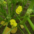 企画事業『豆を育てよう♪』を開催します。
