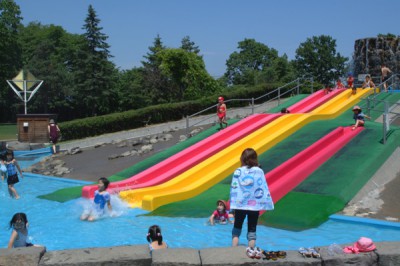 芽室公園のカシワ