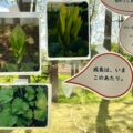 オオウバユリ、サラニㇷ゚とアイヌ刺繍と、